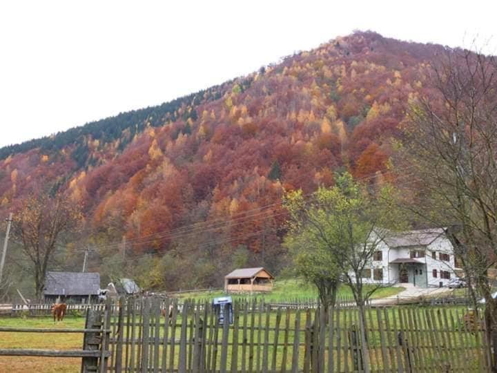 Pensiunea Valea Pinului Rau Sadului Экстерьер фото